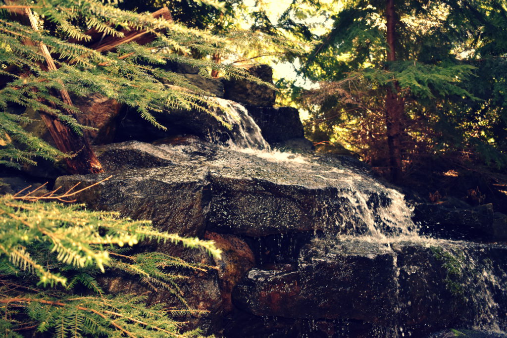 Waterfall with Pine Tees